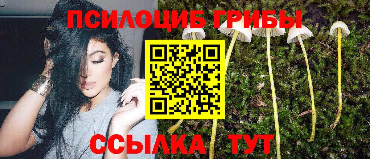 Псилоцибиновые грибы Psilocybe Сердобск